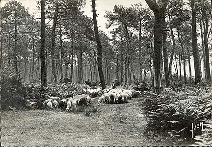 Landes de Gascogne troupeau  de moutons dans la foret