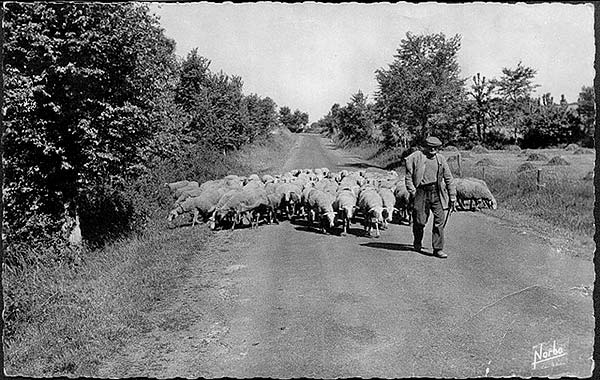 berger et moutons c1950