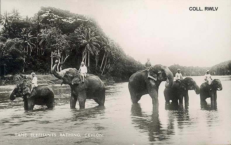 vintage postcard Ceylon tame elephants bathing 1939