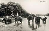 vintage postcard Ceylon elephants bathing