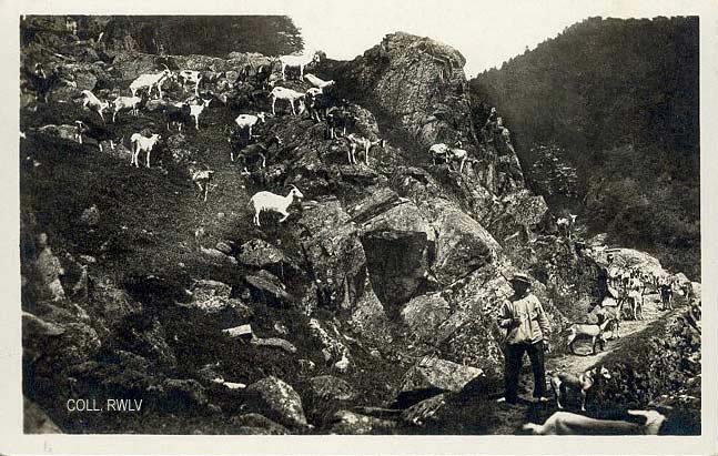 c1930 chevres dans les Hautes Vosges