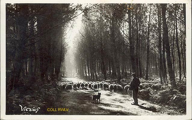 pays landais, clairiere avec moutons, carte Vignes