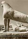 Delos les lionnes