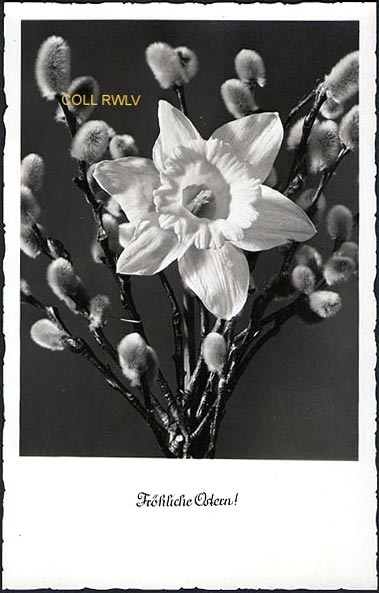 carte postale 1953 Autriche froeliche Ostern composition florale tirage bromure