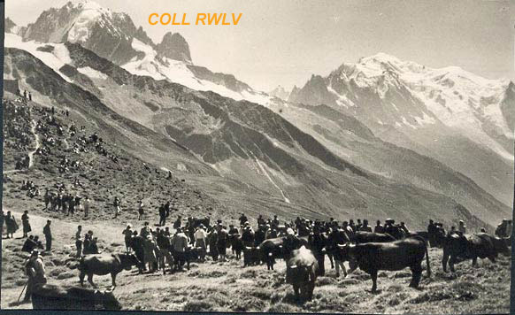 combat de vaches Massif du Mont-Blanc col de Balme