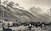 combat de vaches Massif Mont-Blanc col de Balme