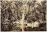 photo ancienne oasis de Nefta Tunisie 1930