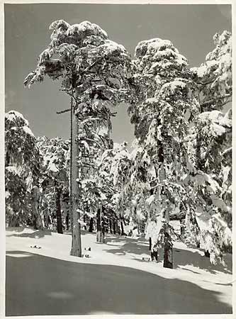 photo ancienne 1950 paysage de neige