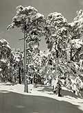 paysage de neige c1950