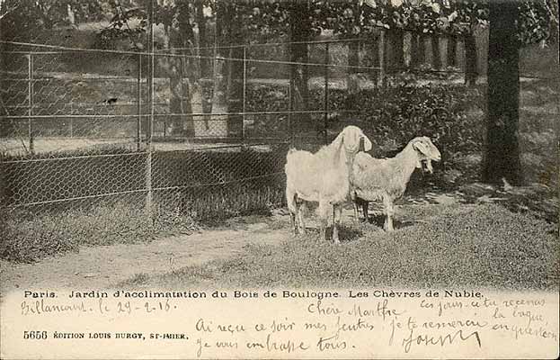 cpa Paris jardin d'acclimatation, chevres de Nubie