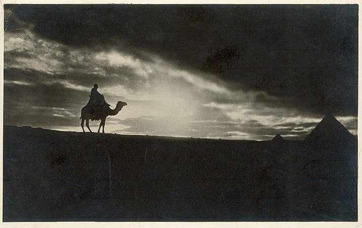 Chameau et pyramide au crepuscule