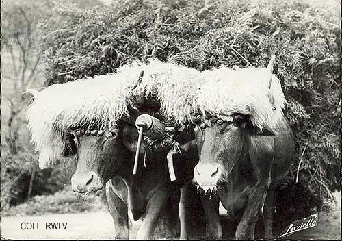 carte postale ancienne attelage basque vers 1965